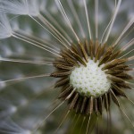 Jennifer Schlick's "Dandelion"