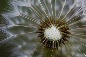 Jennifer Schlick's "Dandelion"